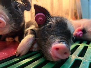 bukatusyoukai.youton3