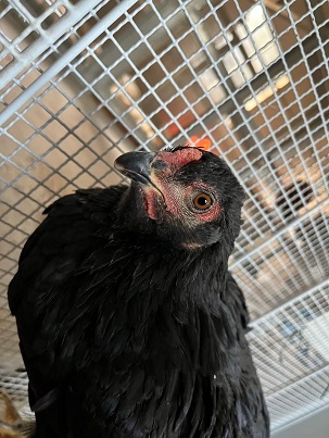 bukatusyoukai.youkei1