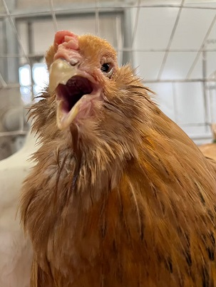 bukatusyoukai.youkei2