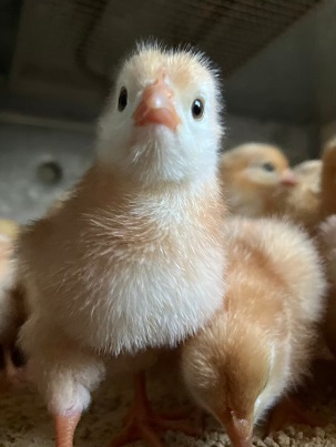 bukatusyoukai.youkei3