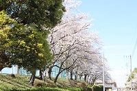 学校の桜