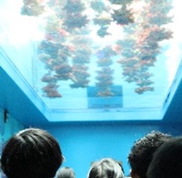 水族館での一場面