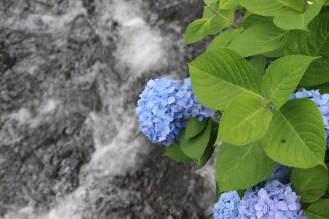 開成町あじさいまつりで、モノクロに見える水路に迫り出した青いあじさいの花と緑の葉を真上から撮影しました。