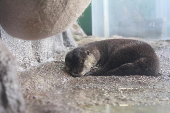 岩の上で眠るカワウソを少し遠くから見守るような目線で撮影しました。