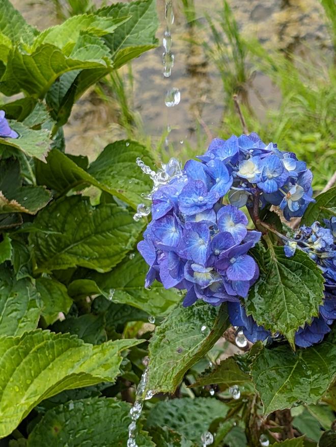 開成町あじさいまつりで、青いあじさいに水がかけられるところを速いシャッタースピードで縦位置で撮影しました。