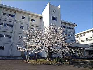 校舎と桜