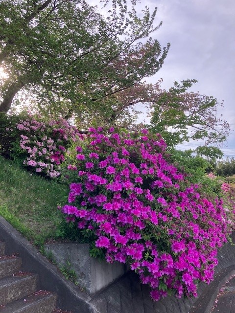 つつじ2