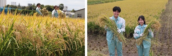 農業総合科稲刈り