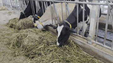 26082109d.gif
