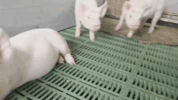 26090412.gif
