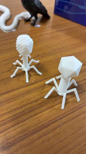 2025鶴見大学コラボ1