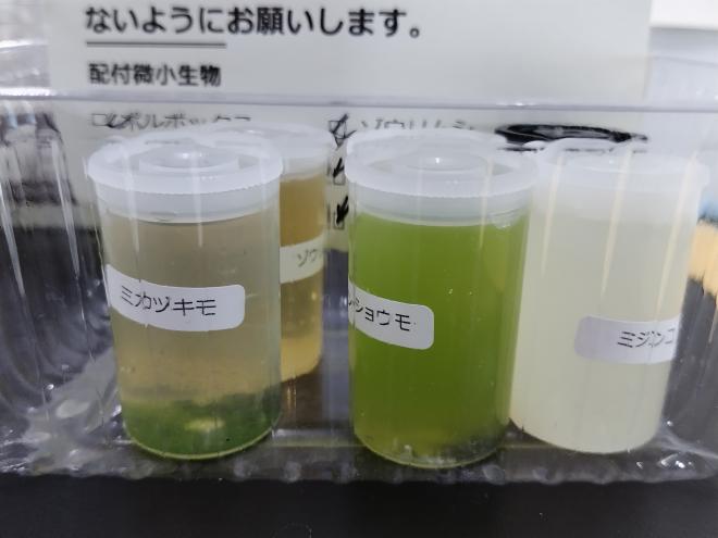 フイルムケースに入れた微小生物