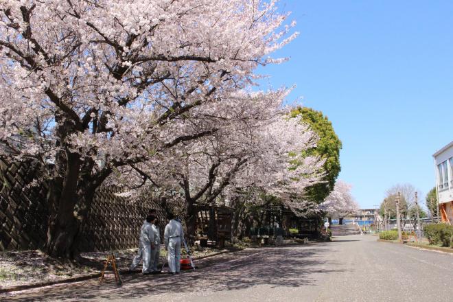 R6_桜と土木_3