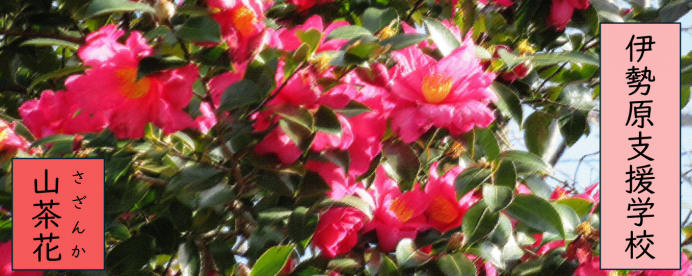 伊勢原支援学校 山茶花