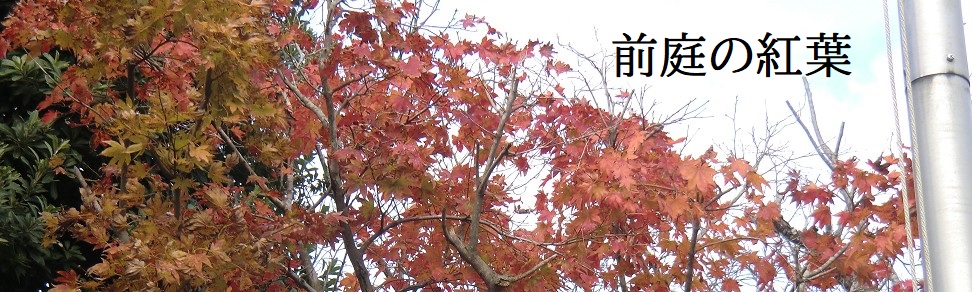 前庭の紅葉