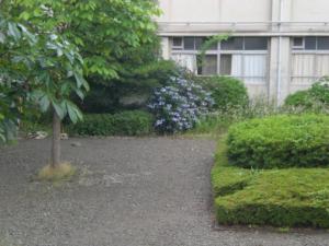H30_0618梅雨の中庭