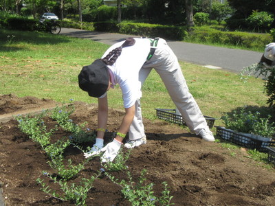 花の苗植えの様子3