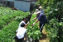 野菜の授業を行う畑