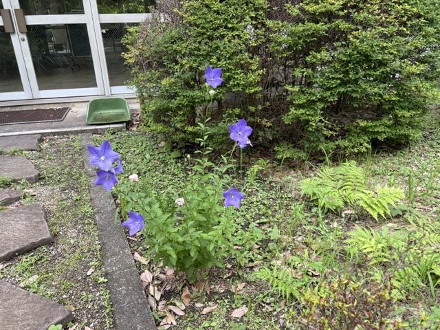 桔梗の花