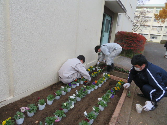 花植え