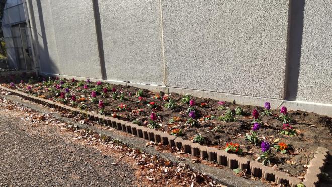 R7フラワープロジェクト6