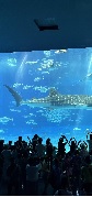 令和7年度修学旅行美ら海水族館
