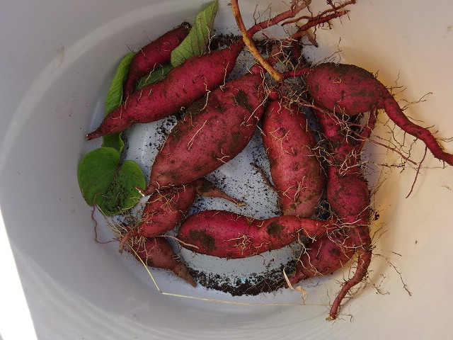 ばけつにはいったさつまいも