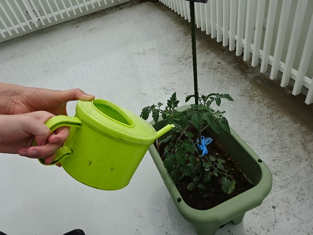 トマトの苗にみずやり