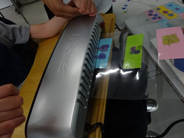 アジサイのしおりをラミネート