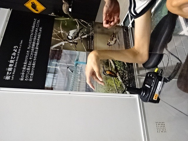 鳥についての展示