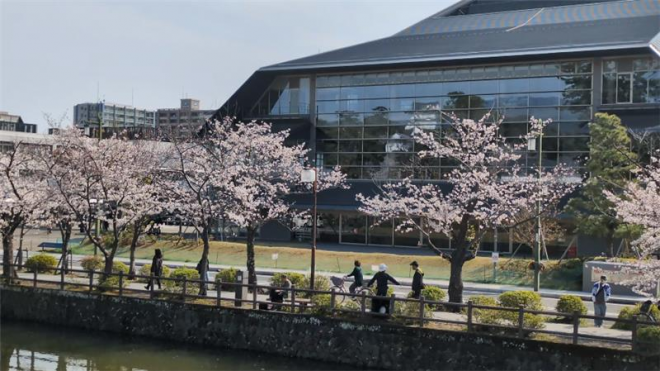 満開の桜と三の丸ホール