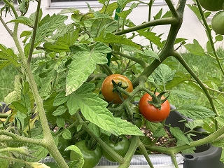 トマト2