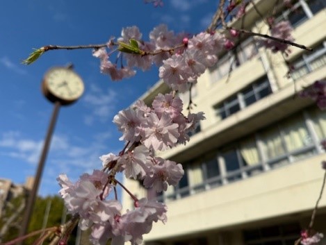 校長室の前の桜