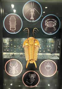 【校外学習レポート/国立科学博物館】3