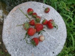 1年生グリーンサービスユニットのようす01