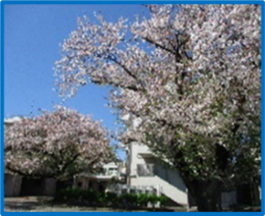 桜イメージ2