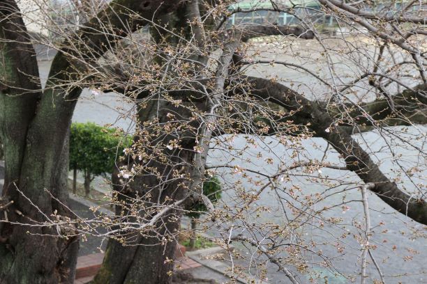 3月19日(木曜日)の生徒のようす01