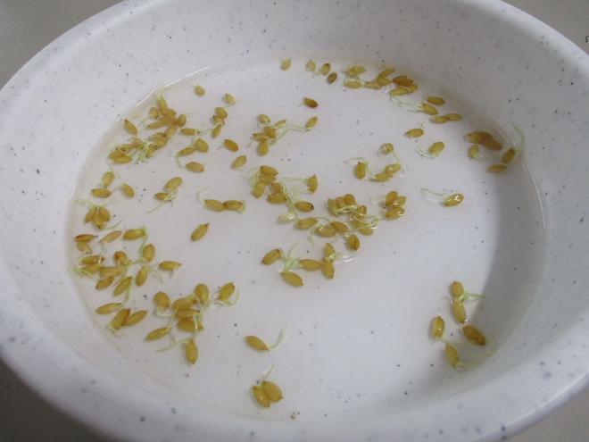 2年生苗床づくり04