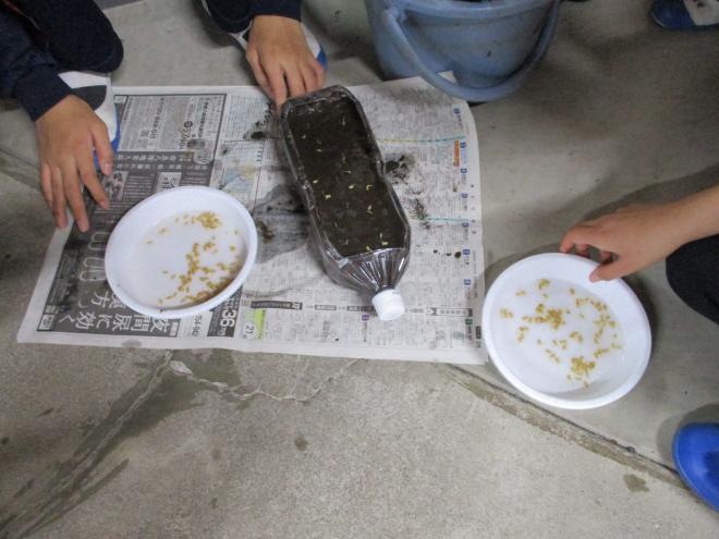 2年生苗床づくり05