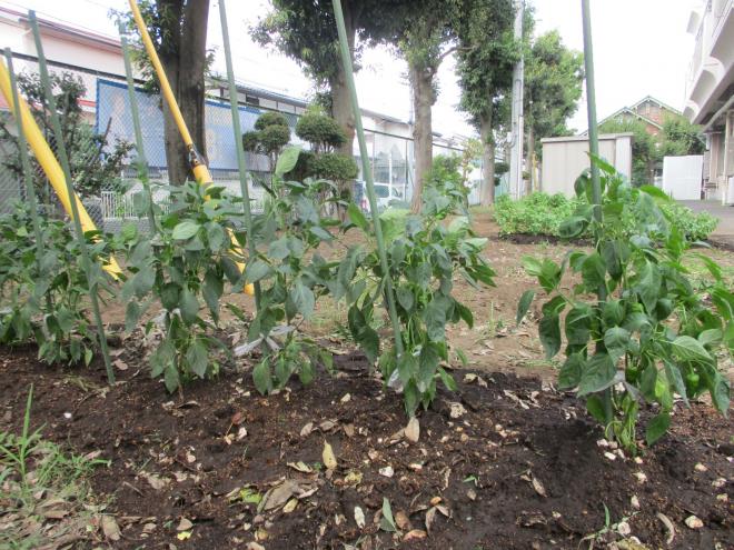 校内の畑01