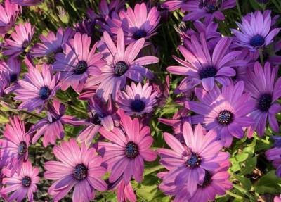 purpleflowers20220502
