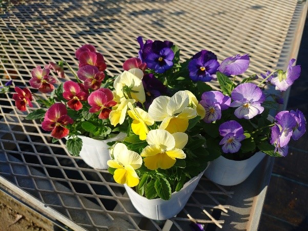 photo2