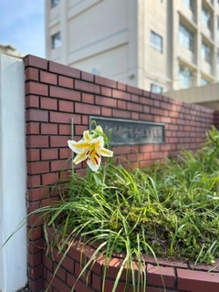 yamayuri_komon