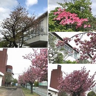 四月満開の八重桜
