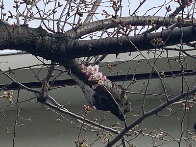 座間要の桜
