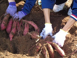さつまいも掘り3