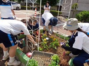 25ポーチュラカ