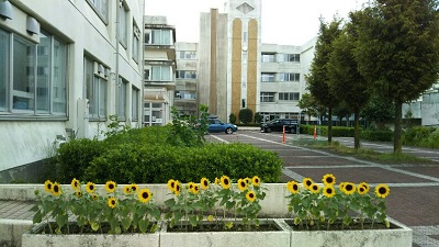 文化祭ひまわり1